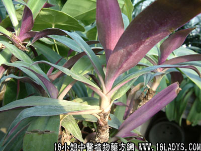 蚌花(中药材植物名:紫万年青)(植物科目:鸭跖草科