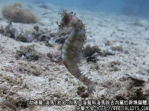 海马图片海马的功效与作用
