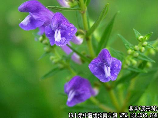 中药大全:黄芩