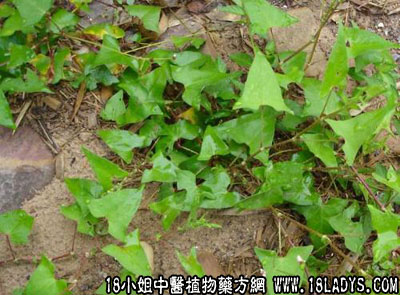 老虎脷中药材植物名杠板归植物科目蓼科