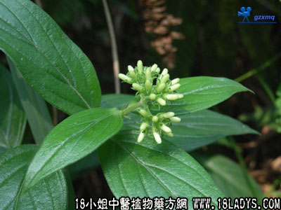 穿心莲(中药材植物名:穿心莲)(植物科目:爵床科)