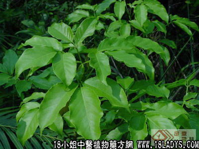 三桠苦(中药材植物名:三桠苦)(植物科目:芸香科)