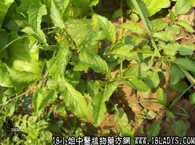 塘葛菜(中草药名称:蔊菜)(中药大全科目:十字花科