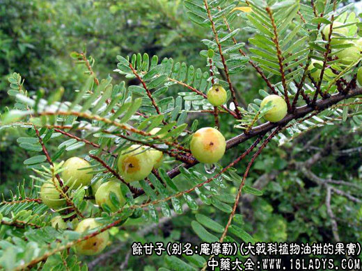 余甘子图片余甘子的功效与作用