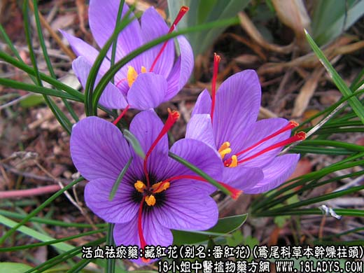 藏红花(鸢尾科草本干燥柱头)_藏红花的功效与作