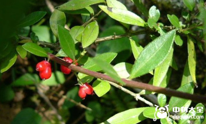 矮地茶图片【5张】