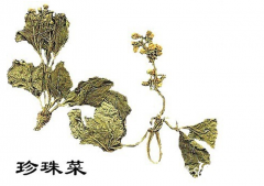 2018年珍珠菜价格，野生珍珠菜鉴别