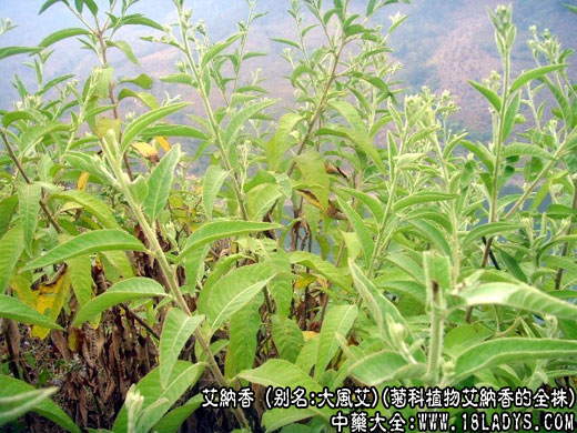 艾纳香图片 艾纳香的功效与作用 中药大全 艾纳香图片 艾纳香的功效与作用 中药大全