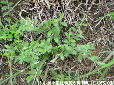 白毛将(中药材植物名:土丁桂)(植物科目:旋花科)