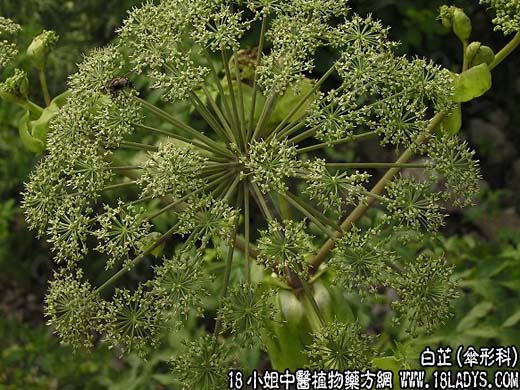 白芷(苻蓠)【伞形科】