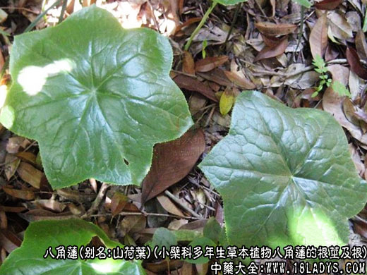 八角莲图片 八角莲的功效与作用 中药大全