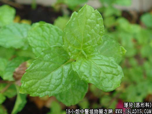 薄荷(蕃荷菜)【唇形科】