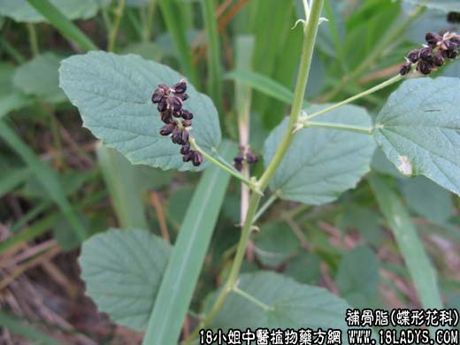 补骨脂(破故纸)【蝶形花科】