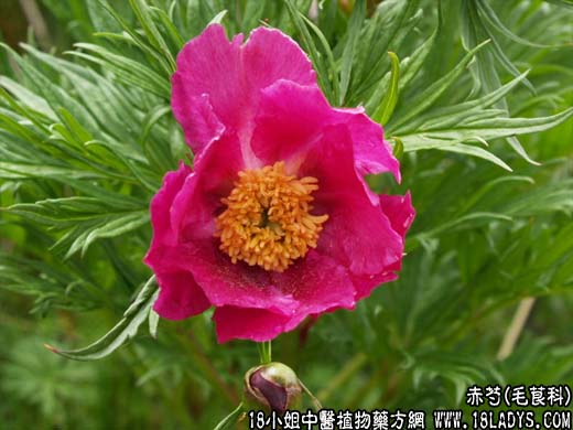 赤芍(木芍药)【毛茛科】