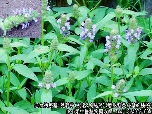 中药大全：茺蔚子