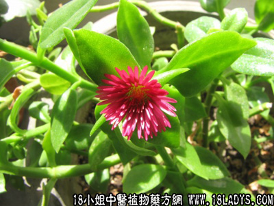 穿心莲(中药材植物名:穿心莲)(植物科目:爵床科)