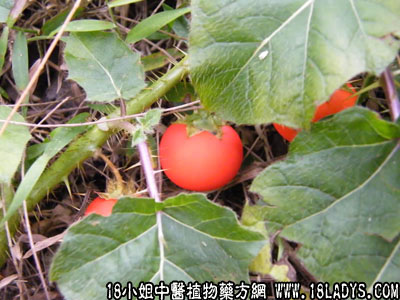红癫茄(中药材植物名:癫茄)(植物科目:茄科)