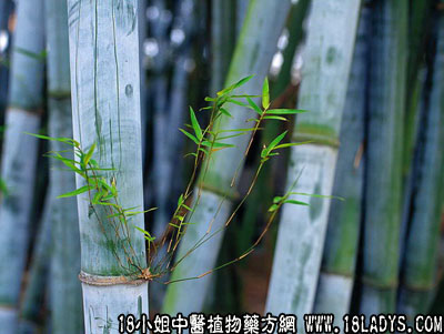 生竹心(中药材植物名:粉单竹)(植物科目:禾本科)