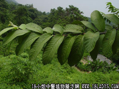 岗松(中药材植物名:岗松)(植物科目:桃金娘科)