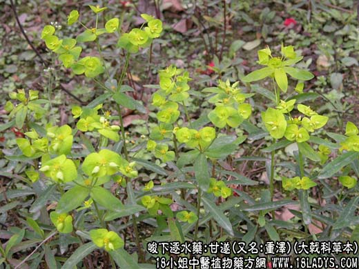 甘遂大戟芫花图片