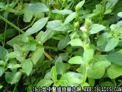 孩兜草(中药材植物名:爵床)(植物科目:爵床科)