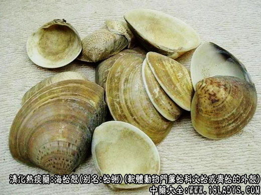 海蛤壳图片_海蛤壳的功效与作用