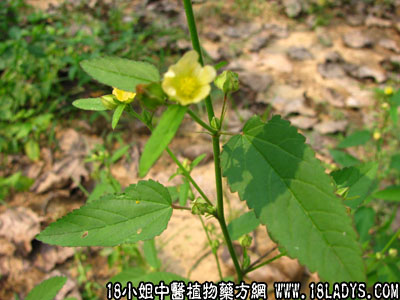 细叶黄花母(中药材植物名:黄花稔)(植物科目:锦葵科)