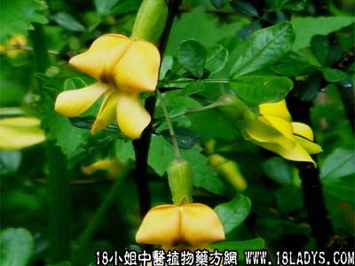 中药大全：黄芪