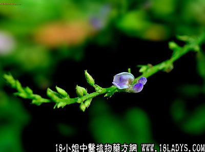 葫芦茶(中药材植物名:葫芦茶)(植物科目:蝶形花科)