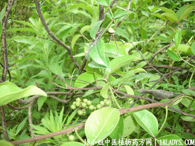 入地金牛(中药材植物名:两面针)(植物科目:芸香科)