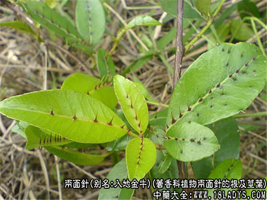 两面针图片_两面针的功效