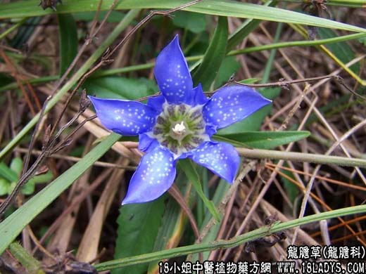 龙兰草图片 野生图片