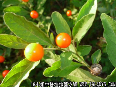 罗丝藕(中药材植物名:铁珊)(植物科目:萝摩科)
