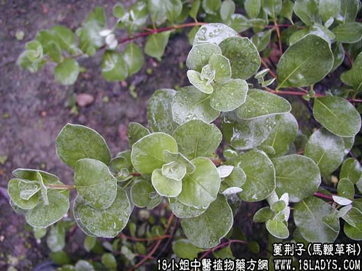 蔓荆子(荆条子)【马鞭草科】