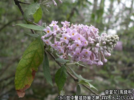 密蒙花(糯米花)【马钱科】