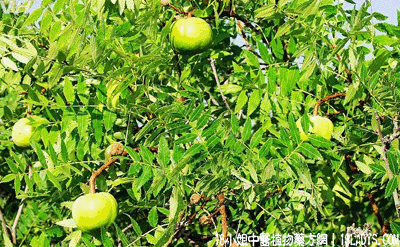 木瓜(中药材植物名:番土瓜)(植物科目:番木瓜科)