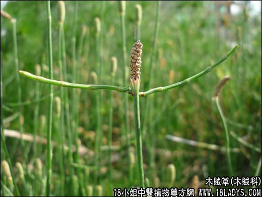 木贼草(节节草)【木贼科】