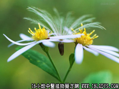 蒲公英(中药材植物名:洋蒲公英)(植物科目:菊科)