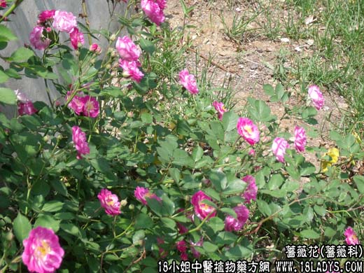 中药大全：蔷薇花