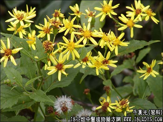 千里光(九里明)【菊科】