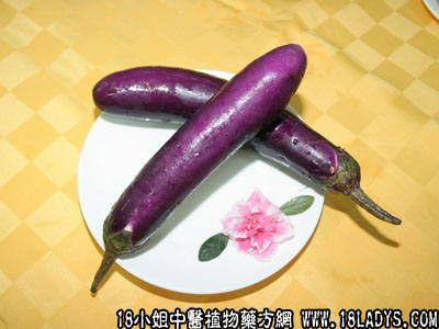 猪胆茄(中药材植物名:茄瓜)(植物科目:茄科)
