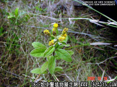 山白芷(中药材植物名:白牛胆)(植物科目:菊科)