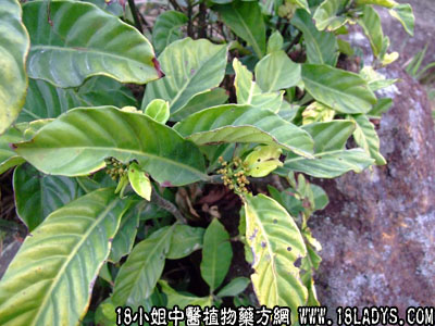 山大刀(中药材植物名:九节)(植物科目:茜草科)