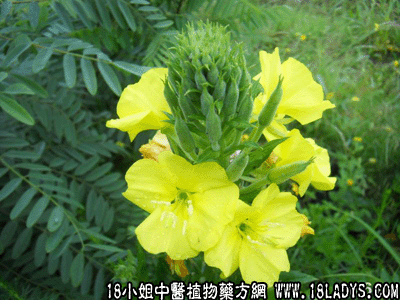 山芝麻(中药材植物名:山芝麻)(植物科目:梧桐科)