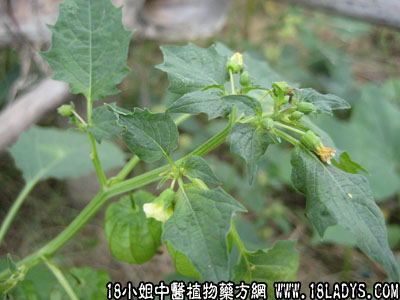 水灯笼草(中药材植物名:打额草)(植物科目:茄科)