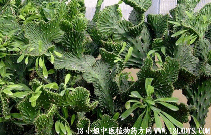 大叶万年青(中药材植物名:粤万年青)(植物科:天南星科)