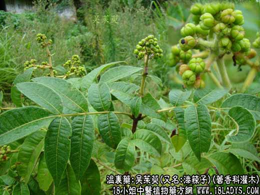 吴茱萸(又名:漆辣子)(芸香科灌木)