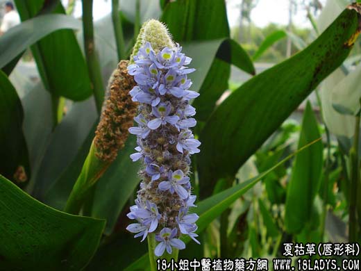 夏枯草(散血草)【唇形科】