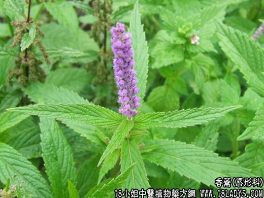 香薷(小叶薄荷)【唇形科】