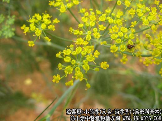 小茴香(伞形科草本)_小茴香的功效与作用